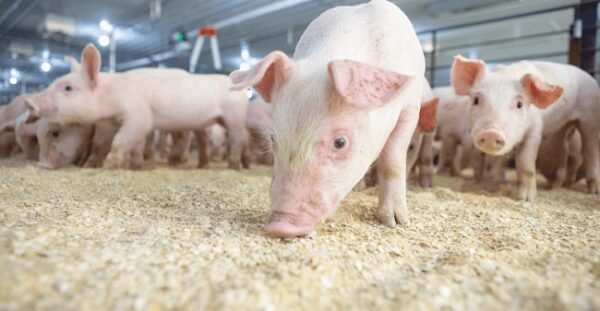 Descubren nueva cepa de gripe porcina en Brasil