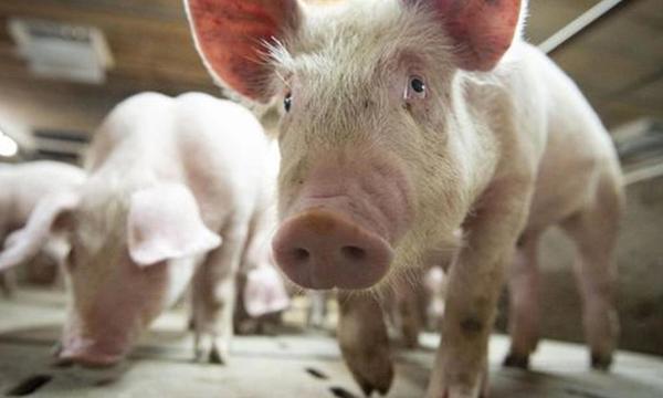 Alerta en Brasil por una nueva gripe porcina que se transmite a los humanos y tiene capacidad de generar una pandemia – Prensa 5