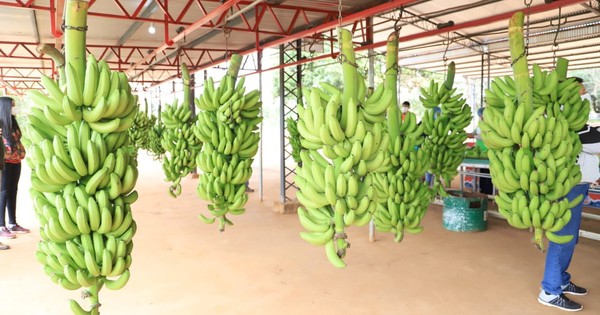 Productores de banana de Cordillera mejorarán calidad y producción con maquinarias recibidas