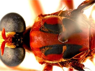 Nombres de superhéroes de Marvel para insectos descubiertos en Australia