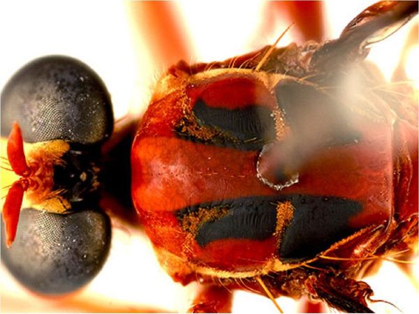 Nombres de superhéroes de Marvel para insectos descubiertos en Australia