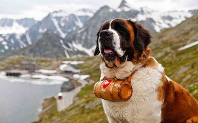 Perra San Bernardo tuvo que ser rescatada en montaña en Inglaterra - Mascotas - ABC Color