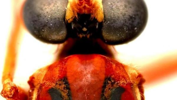 Deadpool, Viuda Negra, Loki y Thor: Nombres de superhéroes de Marvel para insectos descubiertos en Australia » Ñanduti