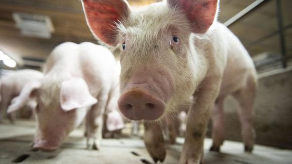 Alerta en Brasil por una nueva gripe porcina que se transmite a los humanos y tiene capacidad de generar una pandemia » Ñanduti