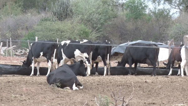 Colonizaciones nuevas del Chaco: producción lechera clave para subsistencia