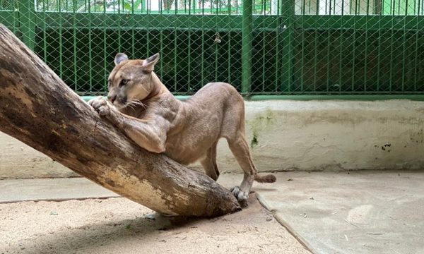 Rescatan a un puma que era tenido como mascota en Salto del Guairá – Diario TNPRESS