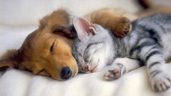 Por el día de la Amistad atenderán a gatitos y perritos desde los vehículos en la UNA » Ñanduti