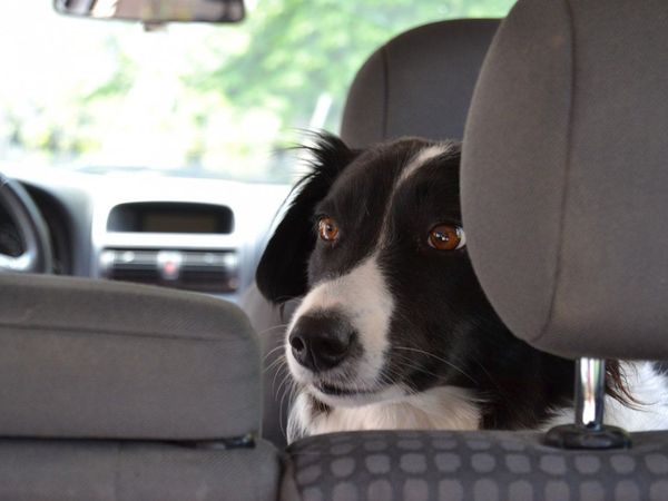Autocan: Vacunación y desparasitación gratuita para mascotas