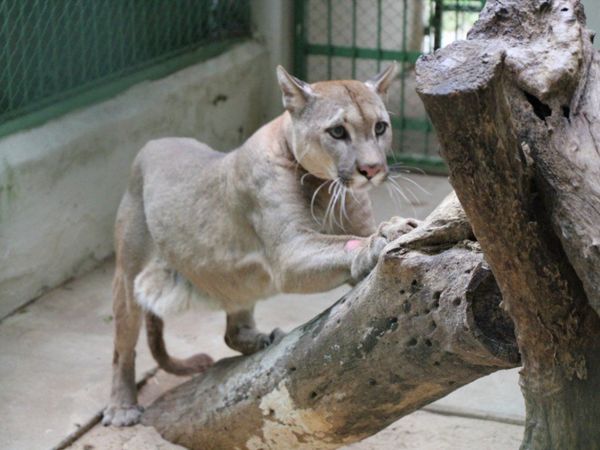 Familia tenía como mascota a un puma en Salto del Guairá