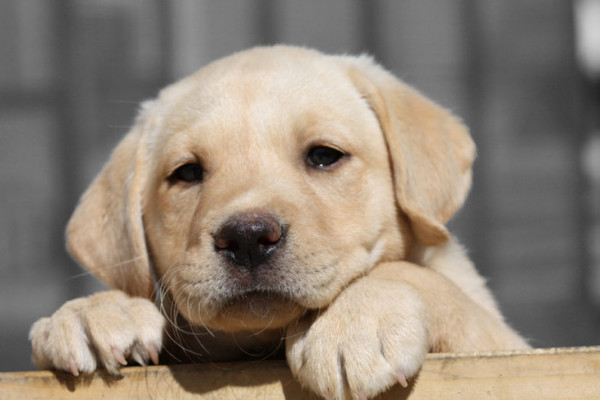 Vacunación y desparasitación gratuita para mascotas en San Lorenzo este sábado