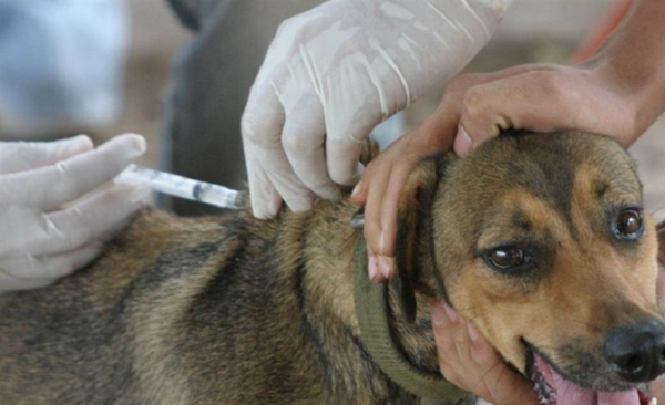 HOY / Anuncian para este sábado vacunación y desparasitación gratuita para mascotas