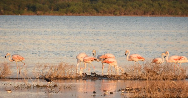 Destino LN: Pantanal chaqueño, el mayor tesoro natural, poco conocido hasta por los paraguayos