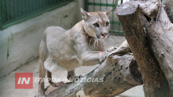 FAMILIA TENÍA UN PUMA COMO MASCOTA EN SALTO DEL GUAIRÁ