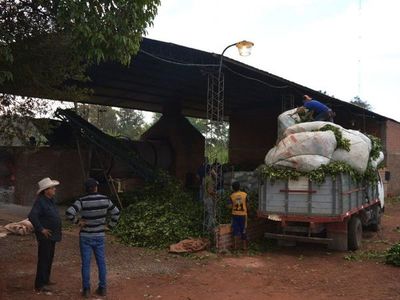 La localidad de Edelira, Itapúa, envía yerba al exigente mercado de EEUU