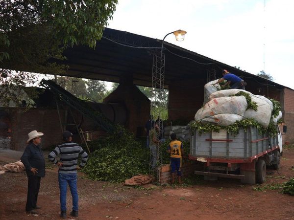 La localidad de Edelira, Itapúa, envía yerba al exigente mercado de EEUU
