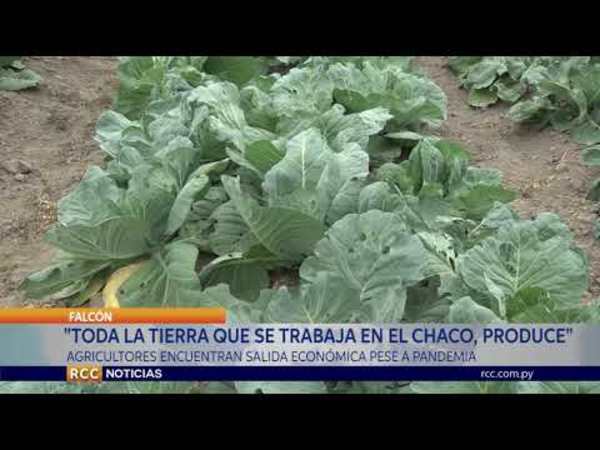 SIN AGRICULTURA NO SE COME EN LA CIUDAD MENCIONA UNA DE LAS PRODUCTORAS DEL CHACO