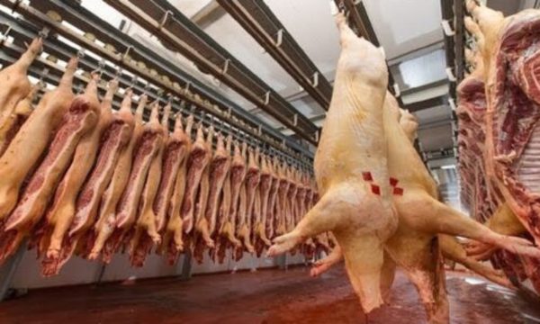 » Productores de cerdo piden apoyo del Gobierno para volver a exportar