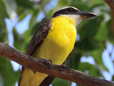 Fotografiar aves en el jardín, una forma de entretenimiento durante la cuarentena