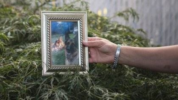 HOY / Fallece el primer perro diagnosticado con COVID-19 en EEUU