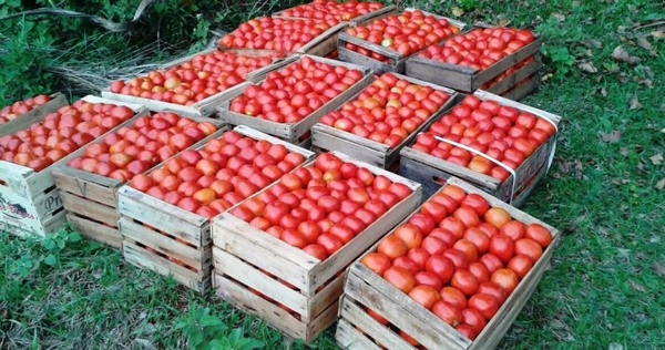 HORTICULTORES REGISTRAN AUMENTO DE GANANCIAS MEDIANTE SUBA DE PRECIO DE TOMATES