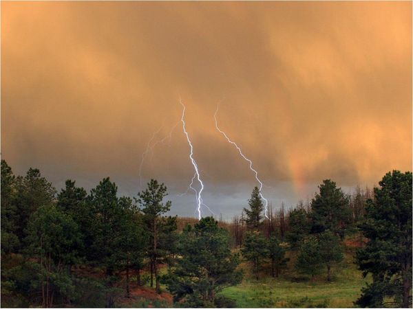 Estudio revela cómo millones de rayos afectan los bosques tropicales