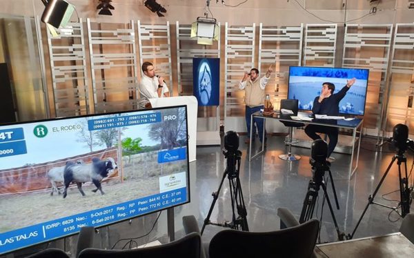 El Rodeo vendió el 100% de los toros de Las Talas con un máximo de Gs. 37,8 millones