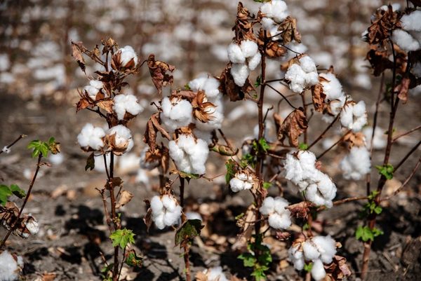 China ha acumulado un exceso de algodón de EEUU que no necesita