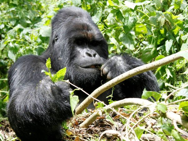 11 años de cárcel para el cazador furtivo que mató al popular gorila Rafiki