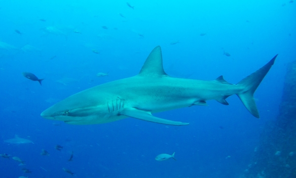 Registran dos especies de tiburones inéditas en aguas profundas de Galápagos » Ñanduti