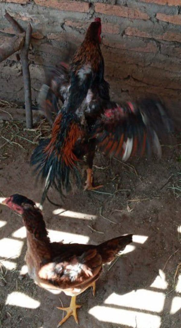 Detienen a dos adolescentes por robo de gallos “finos”  - Nacionales - ABC Color