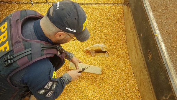 Decomisan 84 kilos de SKUNK en medio de una carga de maíz