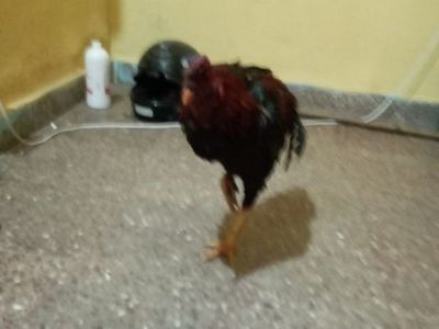 Adolescentes robaron gallos de riña y acabaron tras las rejas