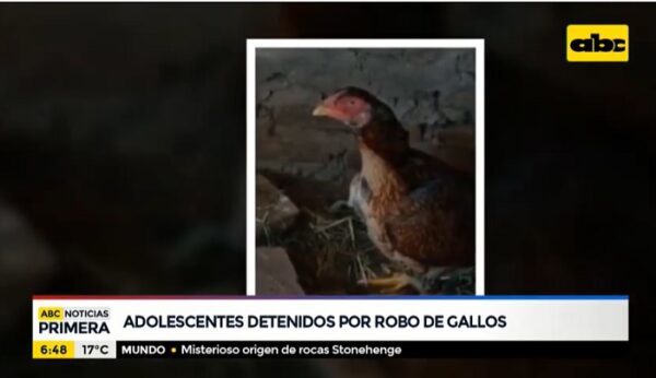 Detienen a adolescentes por robar gallos de riña en Villeta