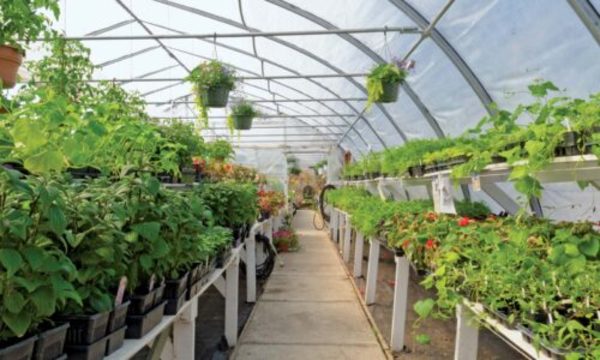 » Los horticultores reportan primeros daños por heladas
