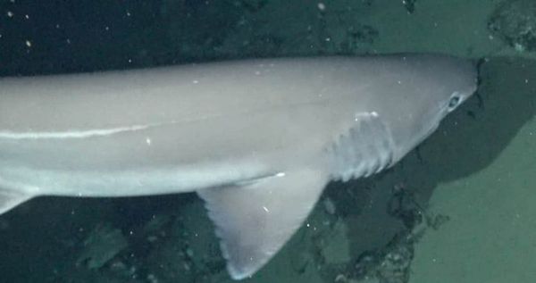 Registran dos especies de tiburones inéditas en aguas profundas de Galápagos - Ciencia - ABC Color