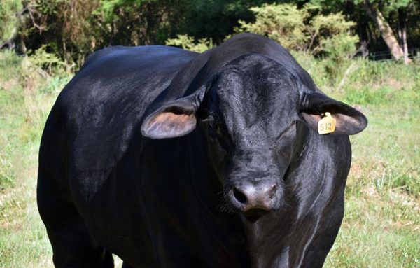 Genética del mejor Brangus del mundo, Arasunu, se exportará a Argentina en agosto