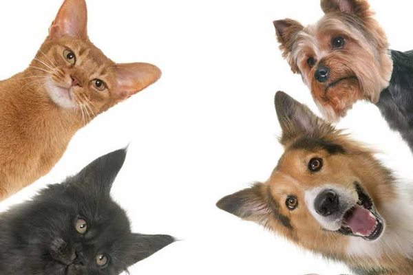 Jornada de adopción y vacunación de mascotas en San Lorenzo