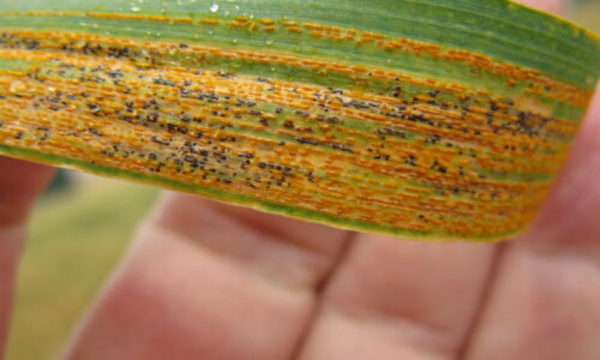 » Nuevo análisis genético global avanza el desarrollo de trigo resistente a la roya amarilla