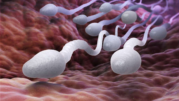 Los espermatozoides humanos no nadan de la forma que se creía hasta ahora » Ñanduti