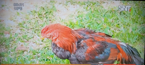 HOY / Bartolito y sus amigos, víctimas de la inseguridad: dos detenidos por robo de gallos