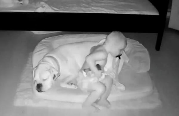Descubren a un niño escabulléndose de su cama para dormir acurrucado junto a su perro - SNT