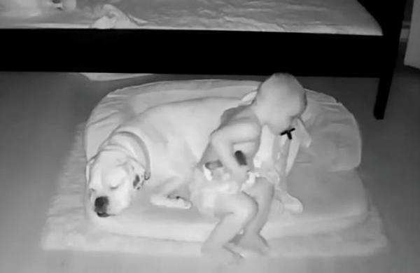 Descubren a un niño escabulléndose de su cama para dormir acurrucado junto a su perro - C9N