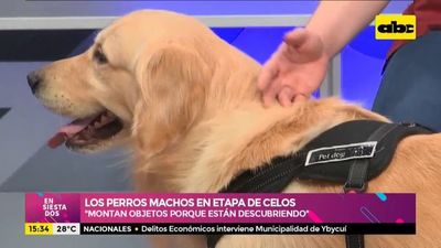 Cómo se comportan los perros en la etapa de celo - Ensiestados - ABC Color