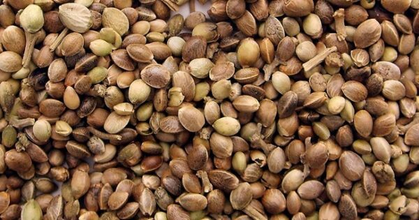 Sancionan a empresa por importación irregular de semillas de cáñamo