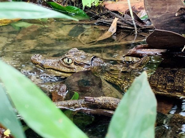 Viaje al profundo Amazonas colombiano para redescubrir el caimán del Apaporis