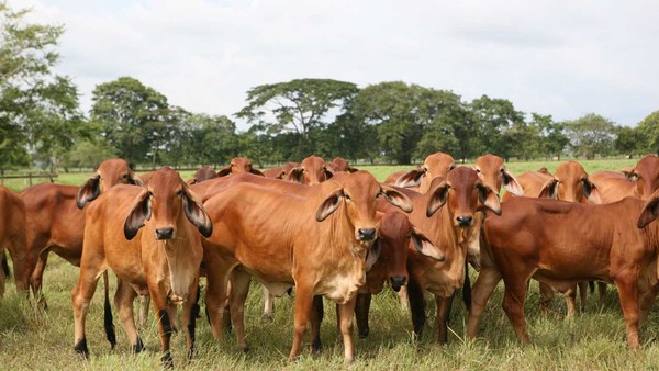Producción de carne en Paraguay aumentó más del doble entre 2005 y 2016