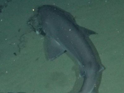 Observan dos nuevas variedades de tiburón en Galápagos