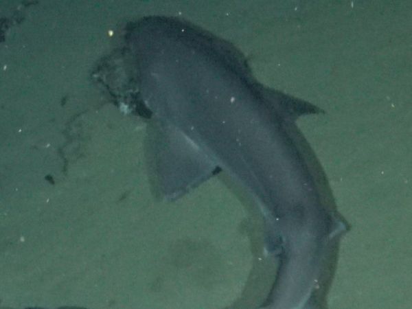 Observan dos nuevas variedades de tiburón en Galápagos