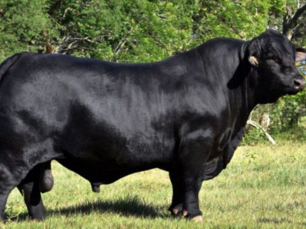 Genética de toro paraguayo campeón va a la Argentina