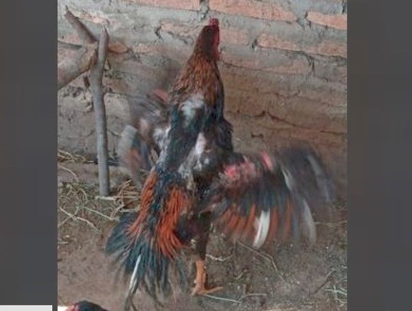 Gallos caros de riña se salvaron de ser vori vori | Crónica